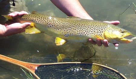 Colorado brown trout fishing